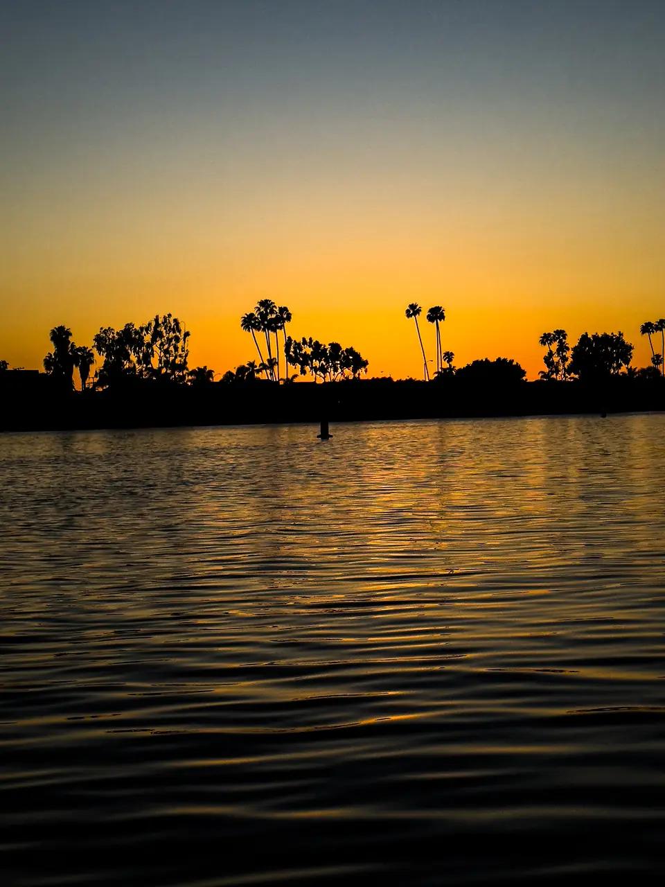 Palm trees silhouetted against a golden sunset over calm water