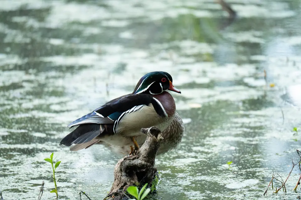 A colorful male wood duck perched on a stump in a South Carolina swamp